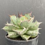 アガベ　姫厳竜