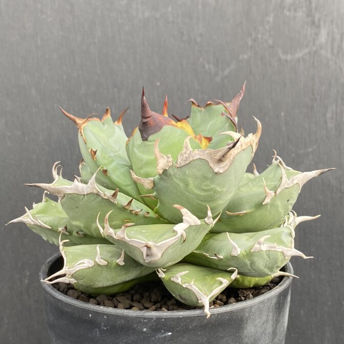 アガベ　姫厳竜