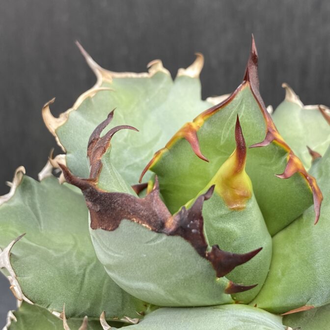 アガベ　姫厳竜