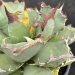 アガベ　姫厳竜