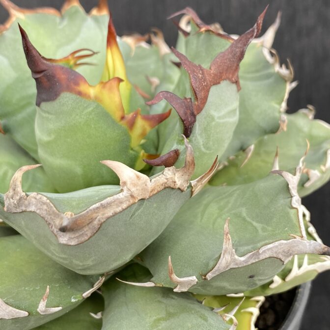 アガベ　姫厳竜