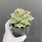 アガベ　姫厳竜