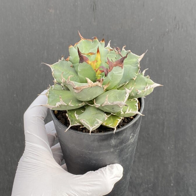 アガベ　姫厳竜