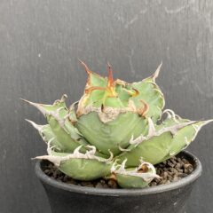 アガベ シーザー ①