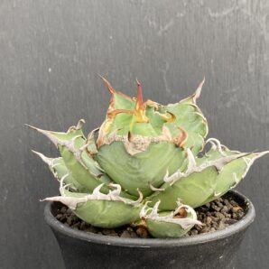 アガベ シーザー ①