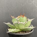 アガベ　シーザー