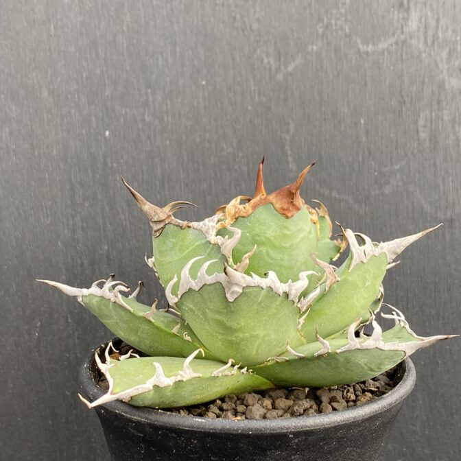 アガベ　シーザー