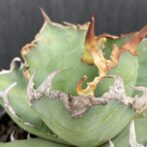 アガベ　シーザー