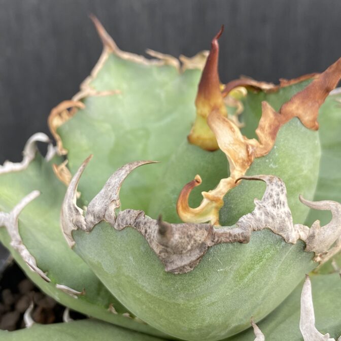 アガベ　シーザー