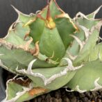 アガベ　シーザー