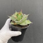 アガベ　シーザー