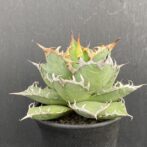 アガベ　シーザー