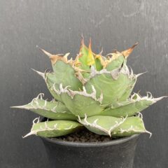 アガベ シーザー ②