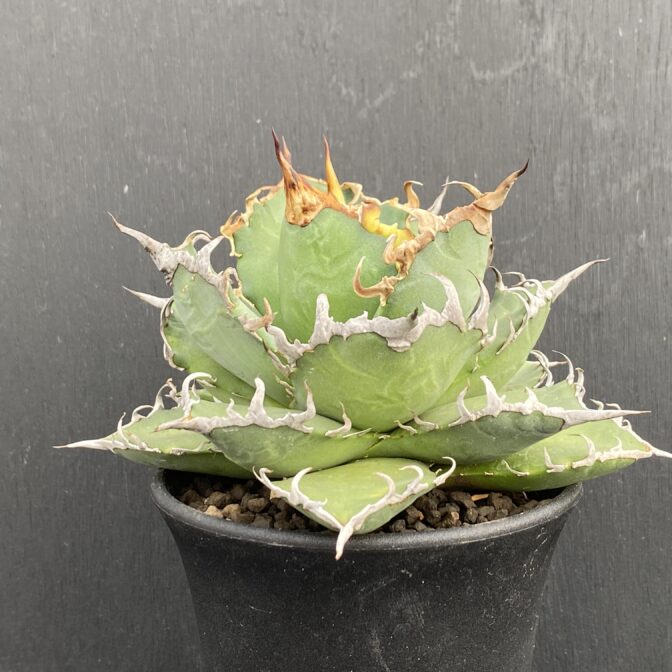 アガベ　シーザー