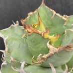 アガベ　シーザー