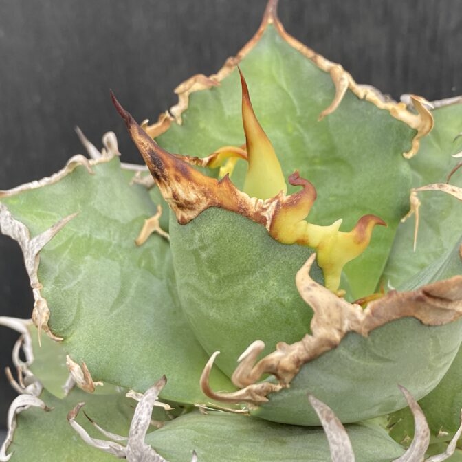 アガベ　シーザー