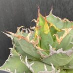 アガベ　シーザー