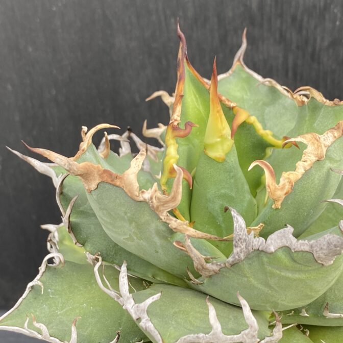 アガベ　シーザー