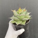 アガベ　シーザー