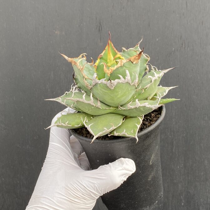 アガベ　シーザー