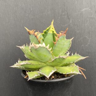 レッドキャットウィーズル ①