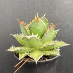 アガベ　レッドキャットウィーズル