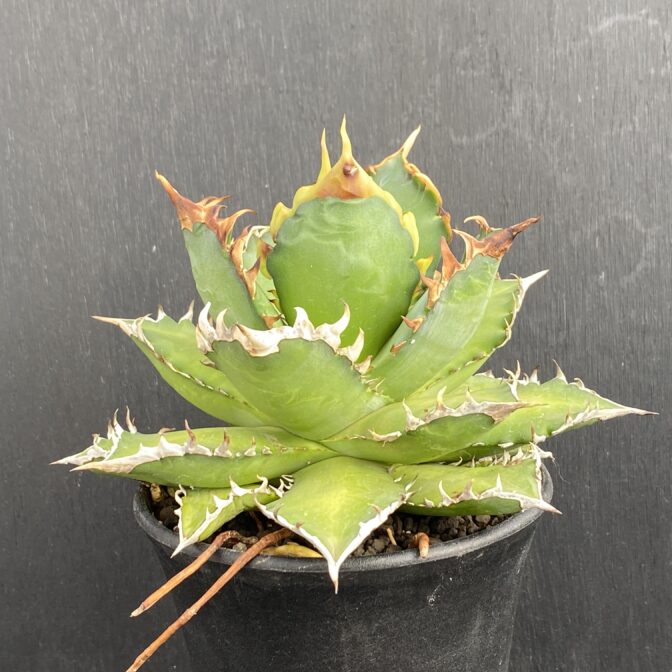 アガベ　レッドキャットウィーズル