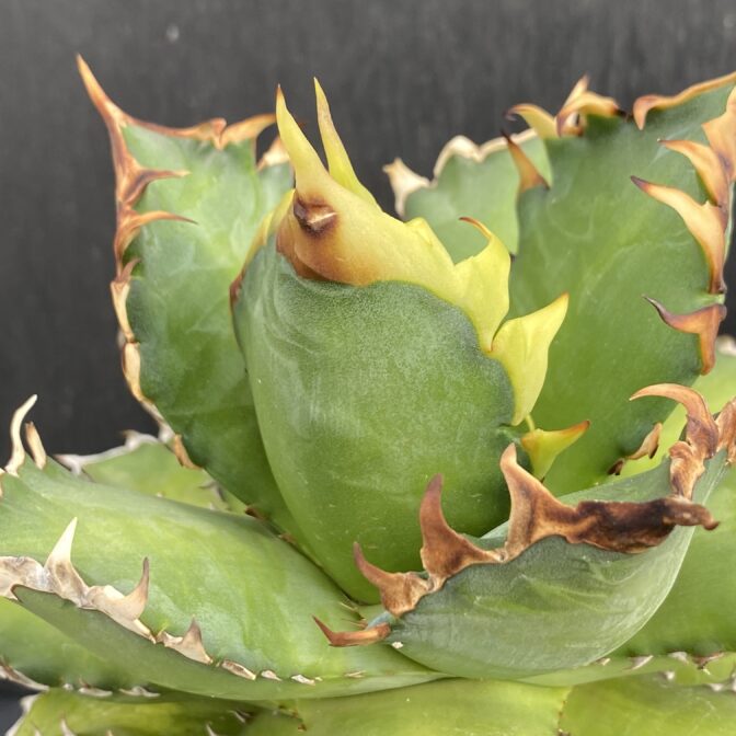 アガベ　レッドキャットウィーズル