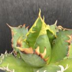 アガベ　レッドキャットウィーズル