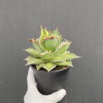 アガベ　レッドキャットウィーズル