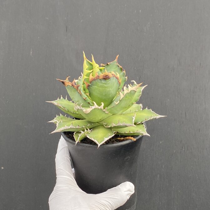 アガベ　レッドキャットウィーズル