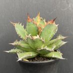 アガベ　レッドキャットウィーズル