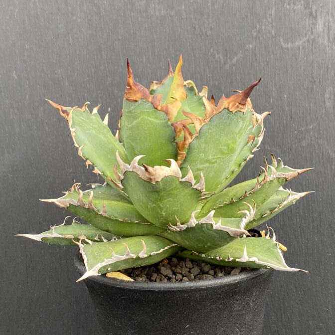 アガベ　レッドキャットウィーズル