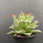 アガベ　レッドキャットウィーズル