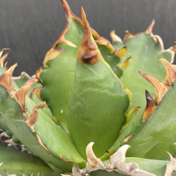 アガベ　レッドキャットウィーズル