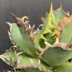 アガベ　レッドキャットウィーズル