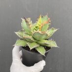 アガベ　レッドキャットウィーズル