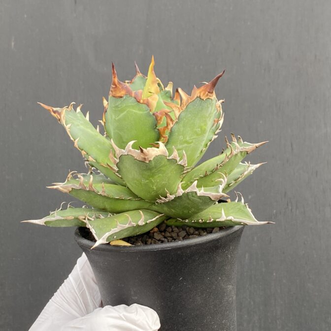 アガベ　レッドキャットウィーズル