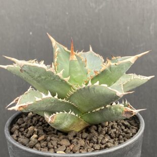 特別な植物に特別な鉢を ｜ Ms'+ (エムズプラス)