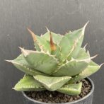 アガベ　SAD　サウスアフリカダイアモンド