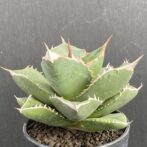 アガベ　SAD　サウスアフリカダイアモンド