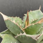 アガベ　SAD　サウスアフリカダイアモンド