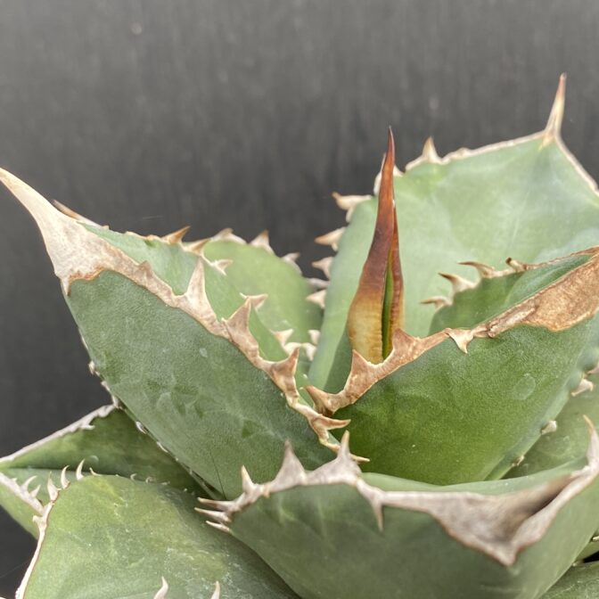 アガベ　SAD　サウスアフリカダイアモンド