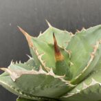 アガベ　SAD　サウスアフリカダイアモンド