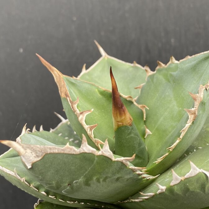 アガベ　SAD　サウスアフリカダイアモンド