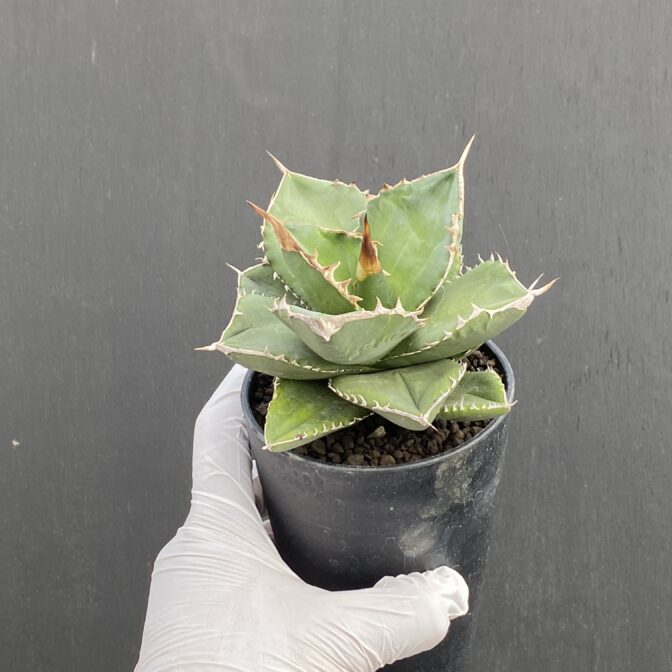 アガベ　SAD　サウスアフリカダイアモンド