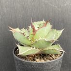 アガベ　黒犀牛