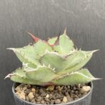 アガベ　黒犀牛