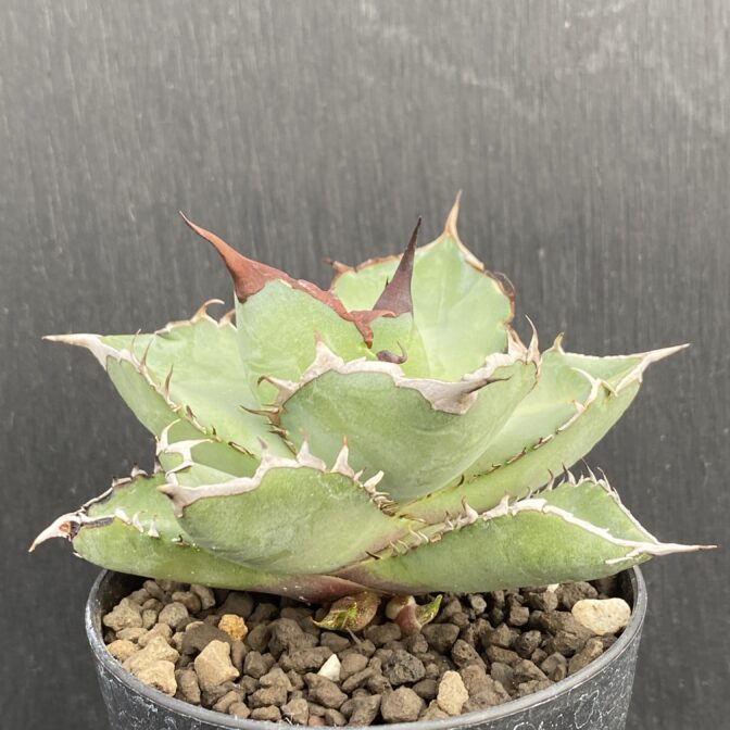 アガベ　黒犀牛