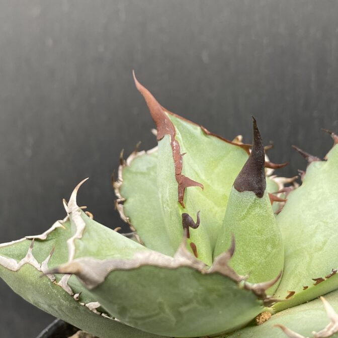 アガベ　黒犀牛